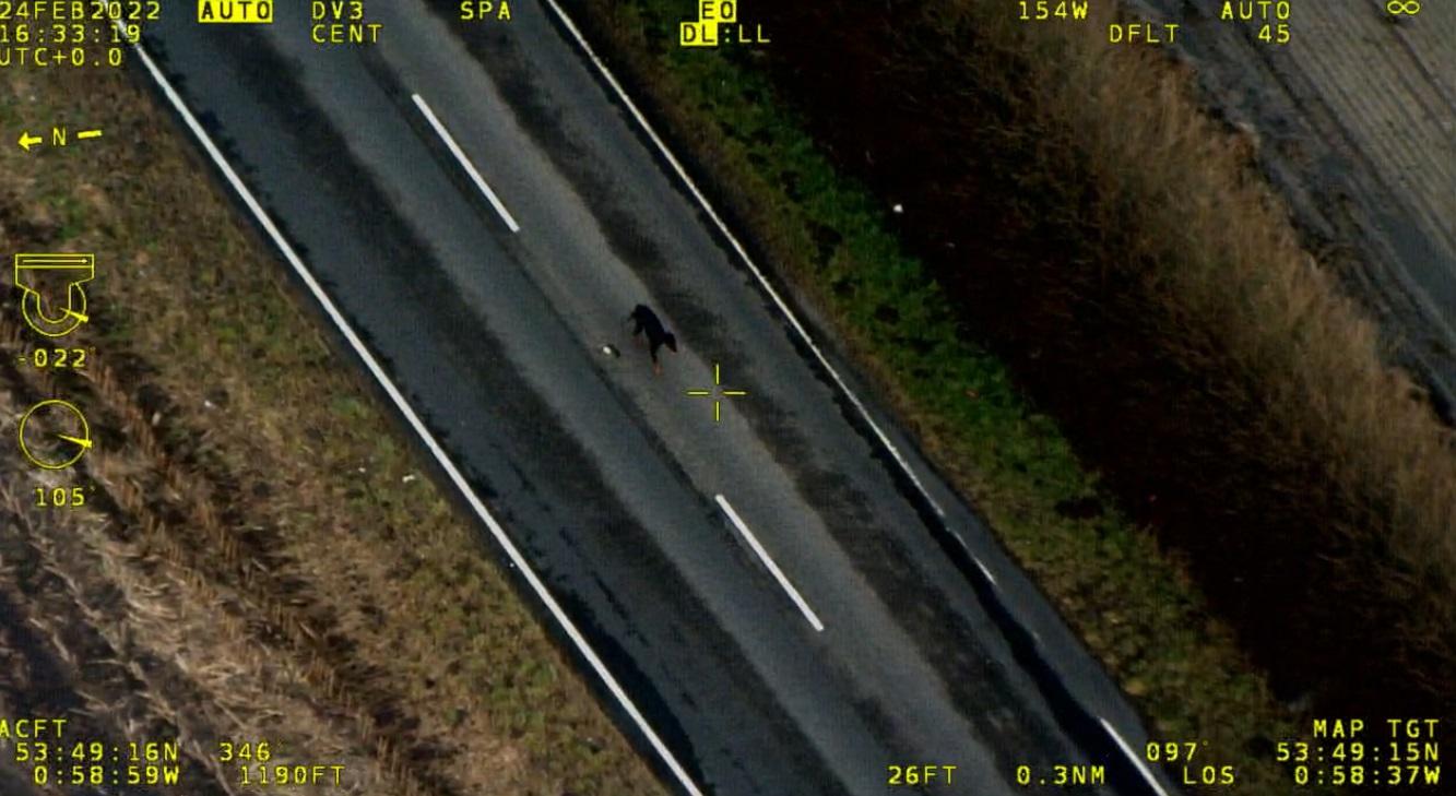 Dog running from overturned vehicle